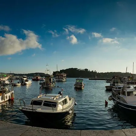 Center Amaryllis ロヴィニ